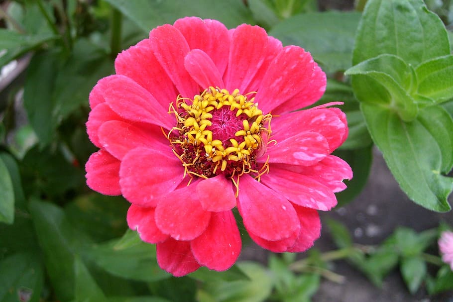 Red Zinnia Flower