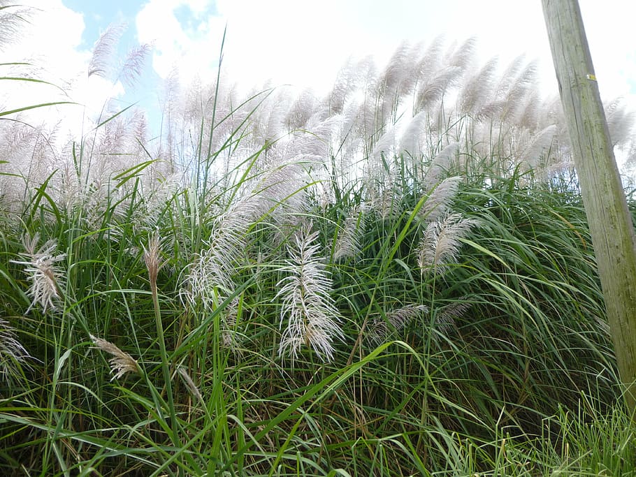 pampas grass, field, nature, plant, forest, outdoors, season HD wallpaper