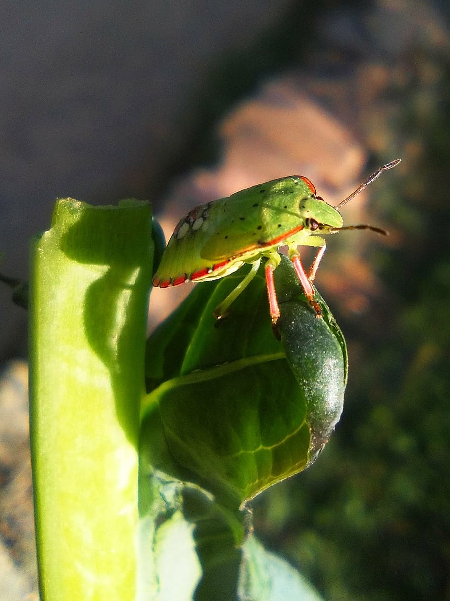 green beetle, col, insect, small, sunny, plant, garden, forest HD wallpaper
