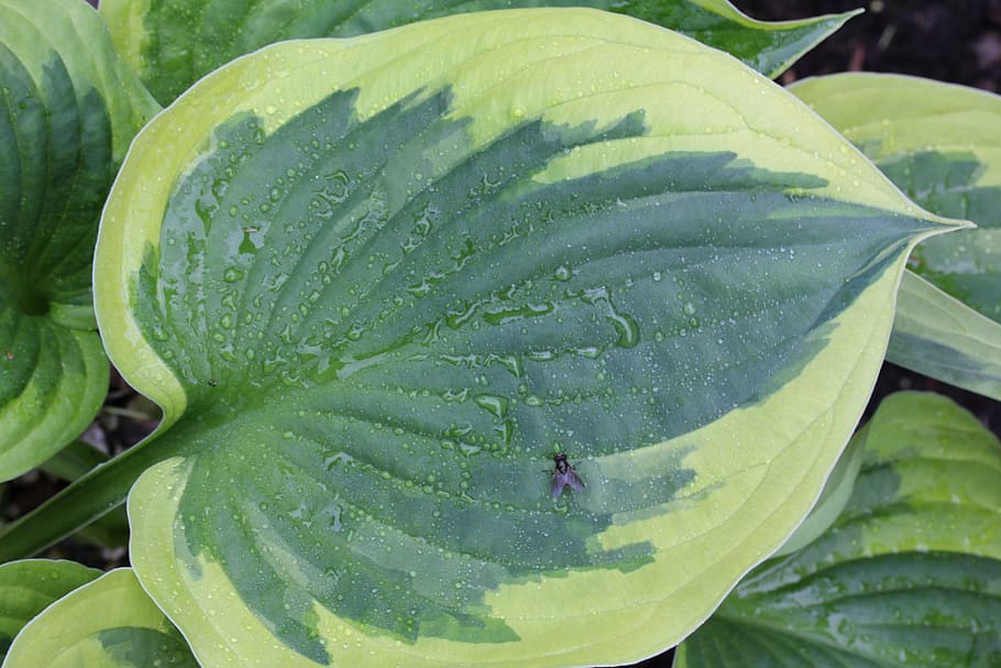 plantain lily, hosta, leaf, green, leaves, ribbed, woodland HD wallpaper