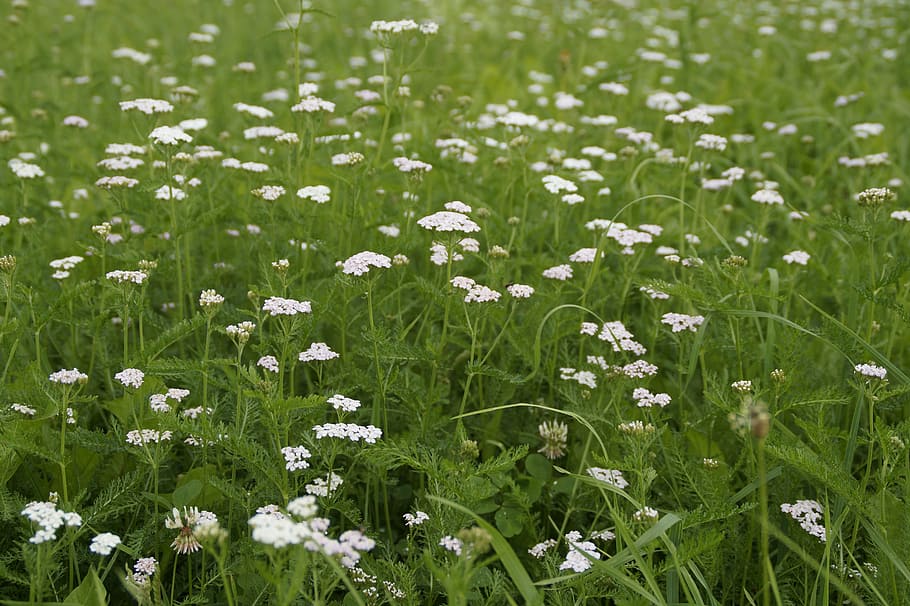 meadow, grass, summer, summer meadow, white, green, flowering plant HD wallpaper