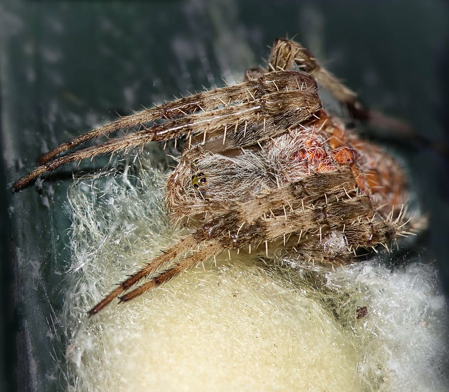 spider, cocoon, silk, spider web, macro, one animal, close-up HD wallpaper