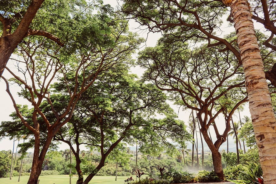 Trees, Nature, Natural, green, nature background, plant, tree planting HD wallpaper