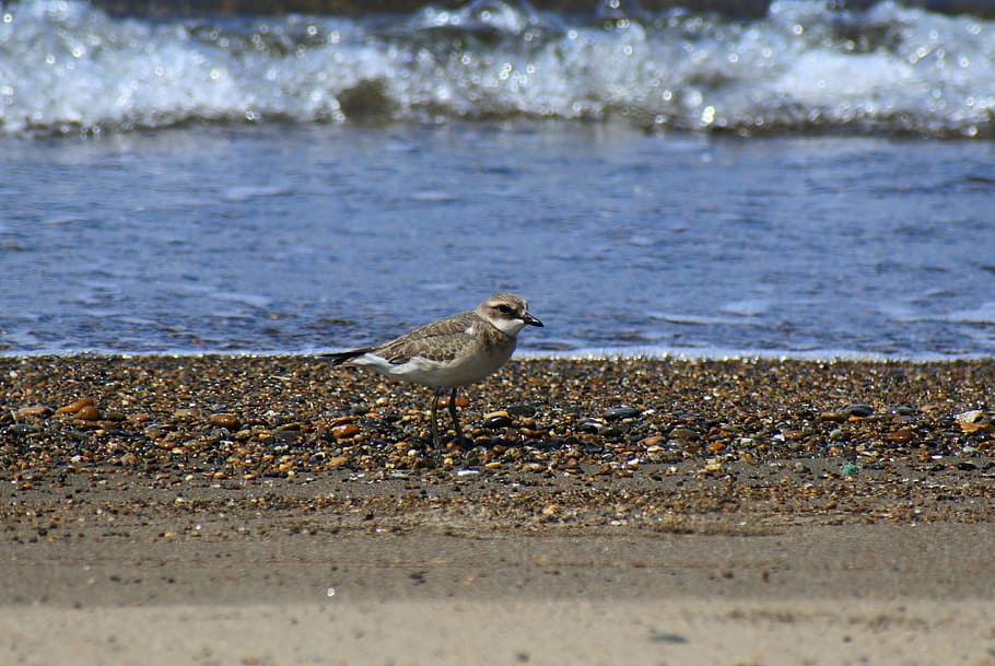 animal, sea, beach, wave, little bird, the list, wild birds HD wallpaper