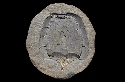 fossil, carpoidea, mitrocystites mitra, black background, studio shot HD wallpaper