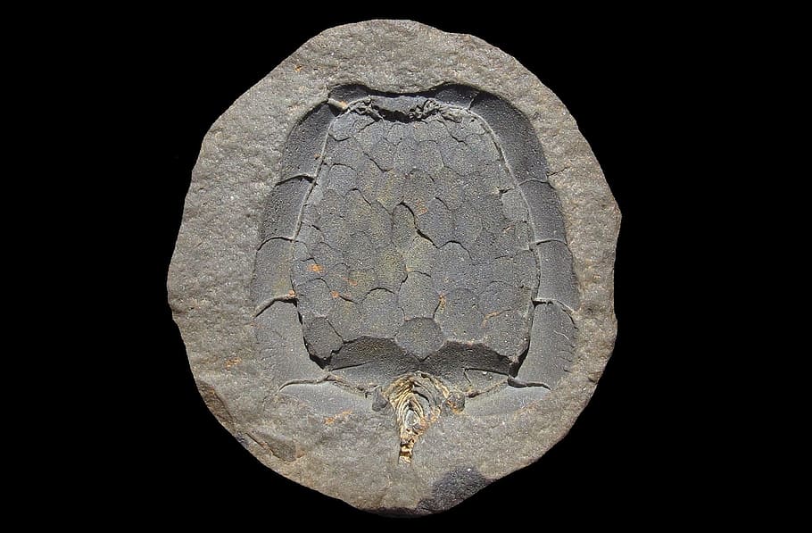 fossil, carpoidea, mitrocystites mitra, black background, studio shot HD wallpaper