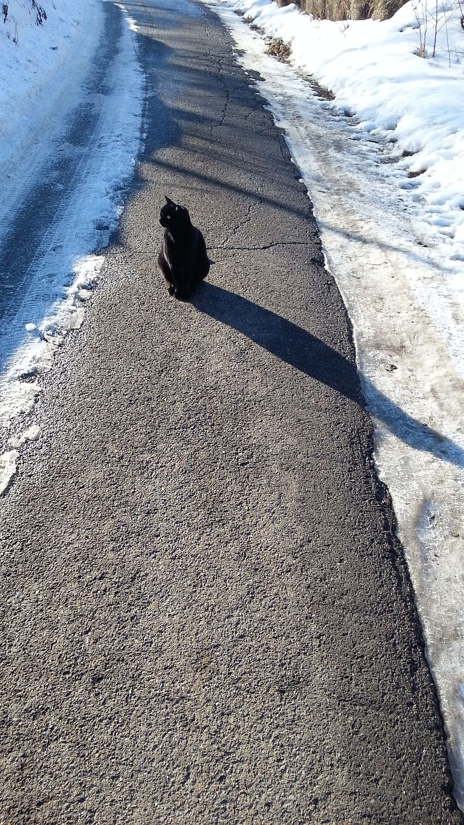 black cat, snow, animal themes, day, one animal, vertebrate HD wallpaper