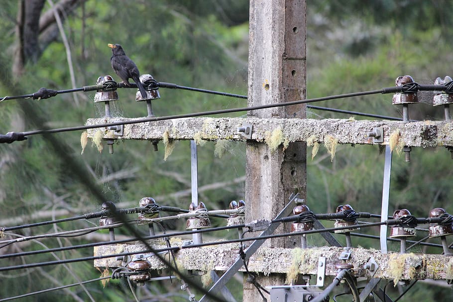 telegraph pole, bird, bush, wire, nature, wildlife, power, electricity, HD wallpaper