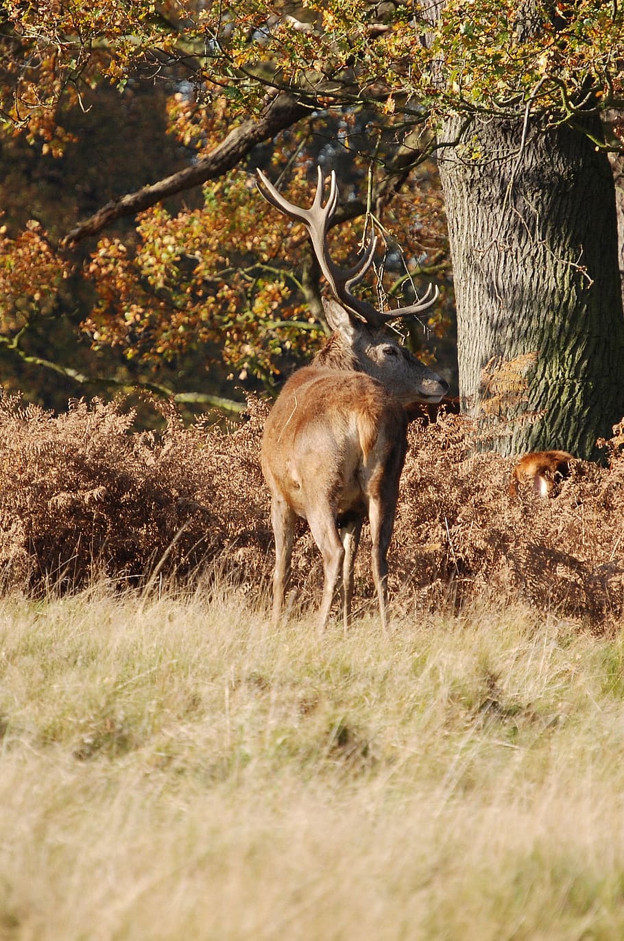 stag, red deer, cervus elaphus, richmond park, wildlife, antlers, HD wallpaper
