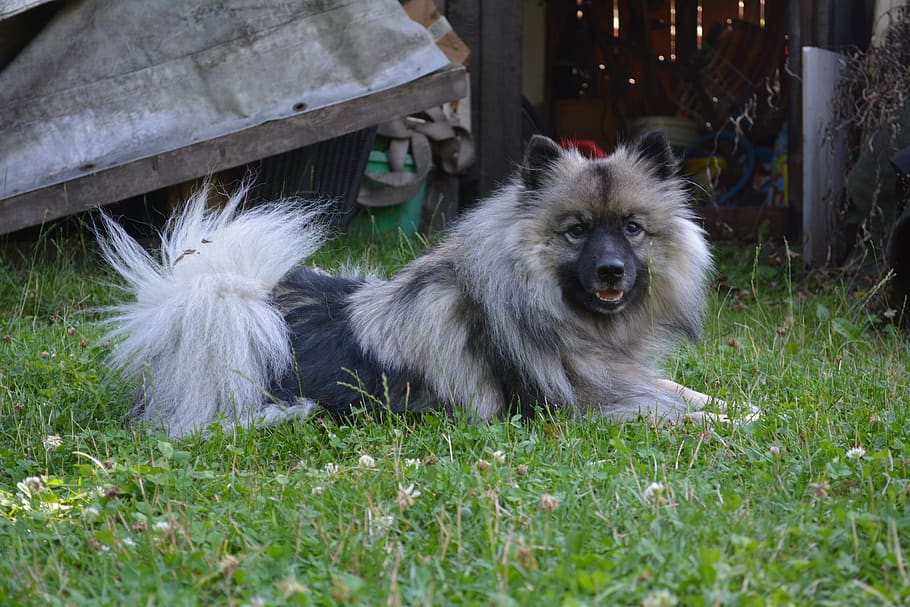 wolfsspitz, wood, dog, one animal, animal themes, grass, mammal HD wallpaper