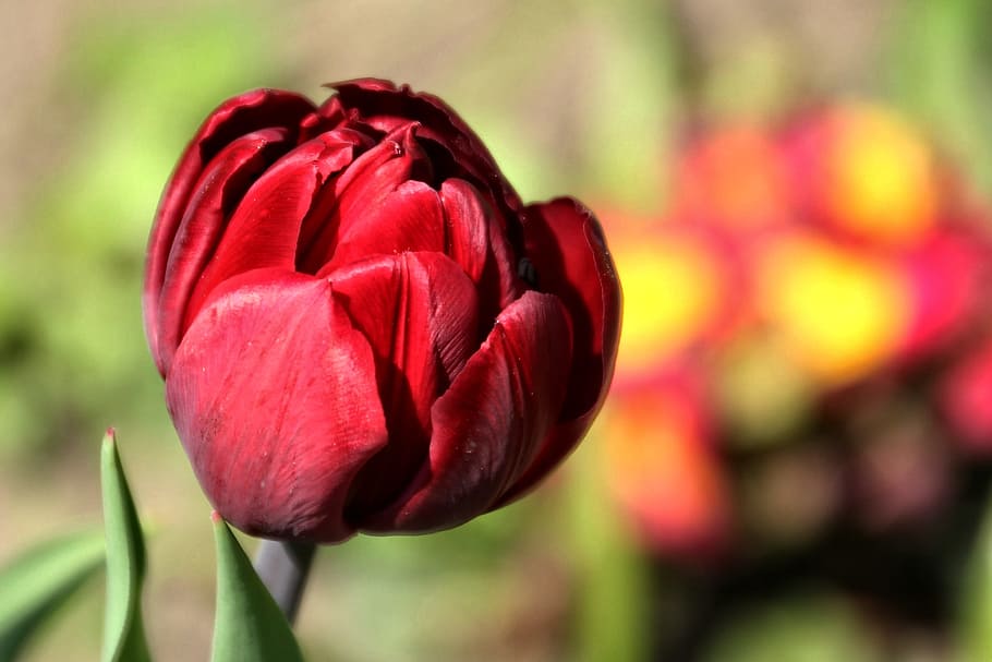 tulip, red, spring, close, flower, flowering plant, freshness HD wallpaper