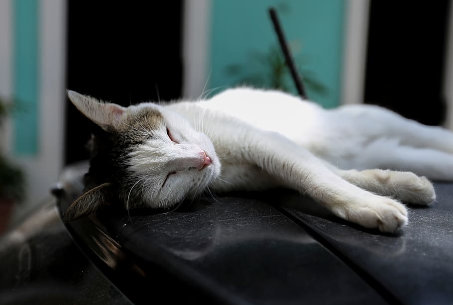 cat, sleeping, pet, cute, animal, kitten, domestic, feline HD wallpaper
