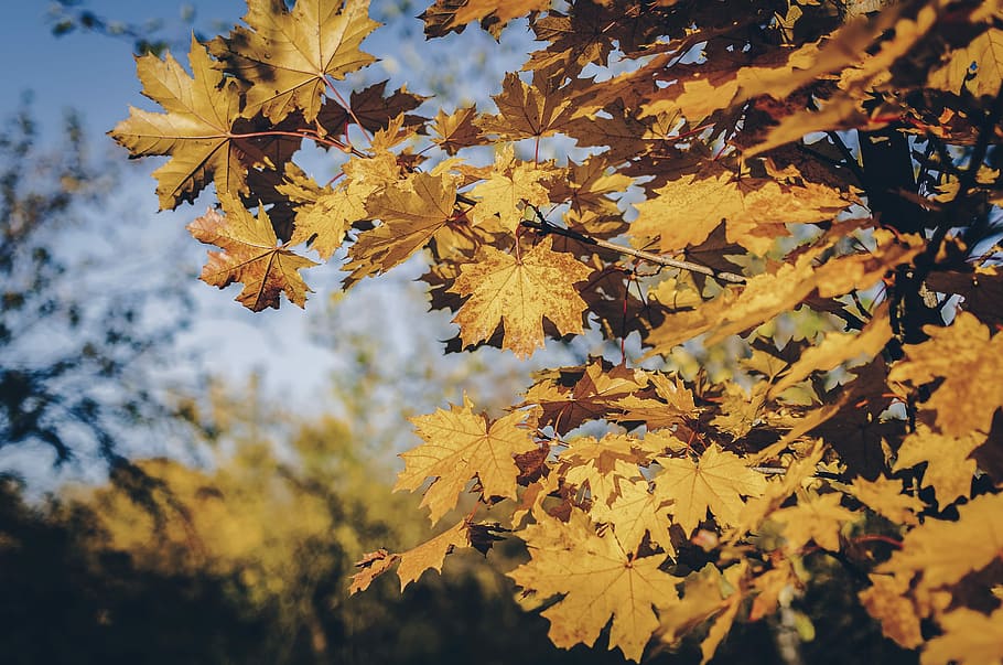 brown maple leaves close-up photography, yellow maple leaves at daytime HD wallpaper