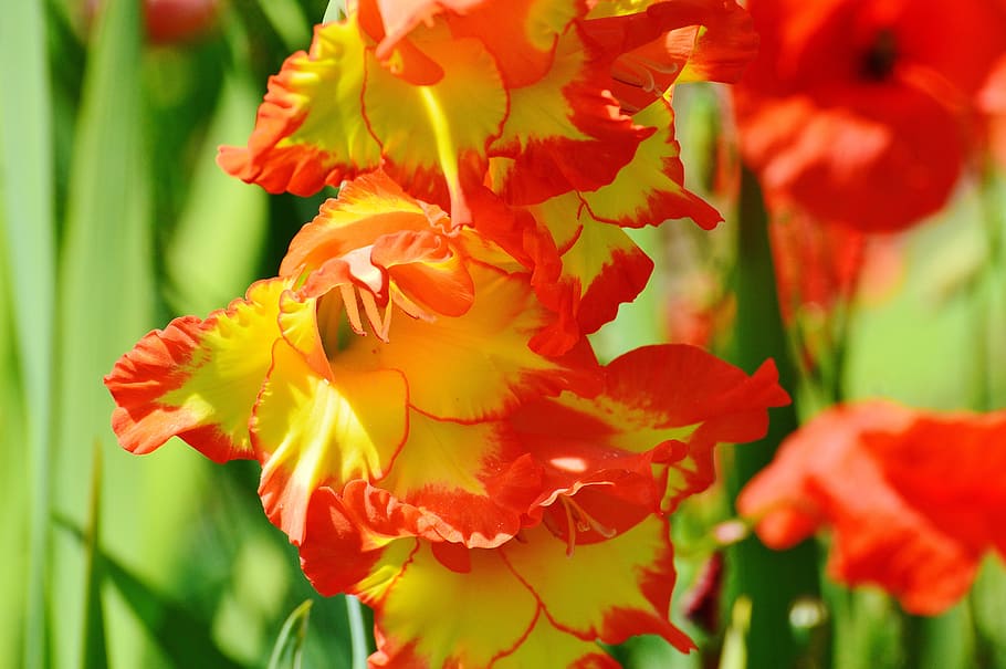 flower, red, yellow, summer, sun, plant, flowering plant, beauty in nature HD wallpaper
