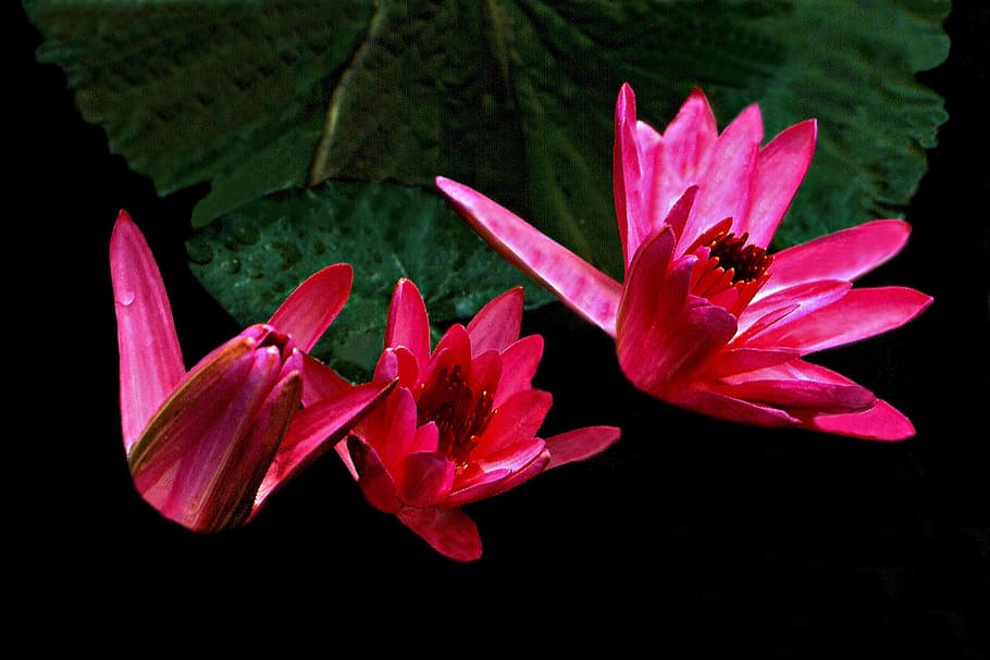 flower, nature, plant, leaf, petal water lilies, flowering plant HD wallpaper