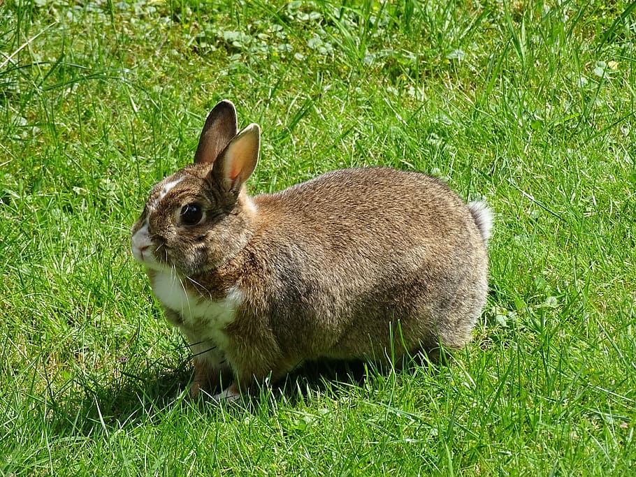 rabbit, meadow, grass, green, grasses, nature, rush, animal HD wallpaper