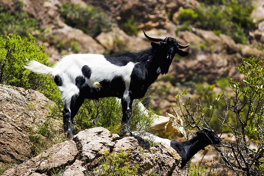 Goat, Nature, Mountain, Ibex, Pose, animal world, kid, horns HD wallpaper