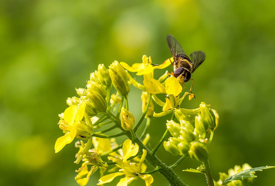 nature, insect, honey, bee, flower, wasp, blossom, bloom, spring HD wallpaper