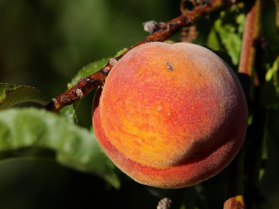 peach, tree, fruit, power, fruit tree, healthy eating, food and drink
