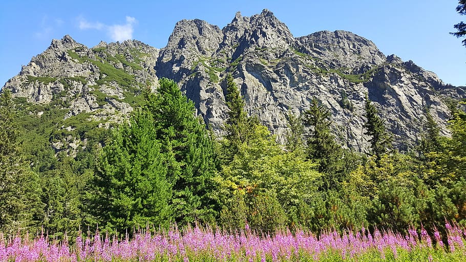 mountain, nature, flowers, plant, tree, beauty in nature, sky HD wallpaper