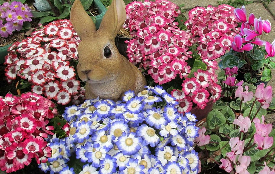 Flower, Visitor, with, one animal, animal themes, pink color HD wallpaper