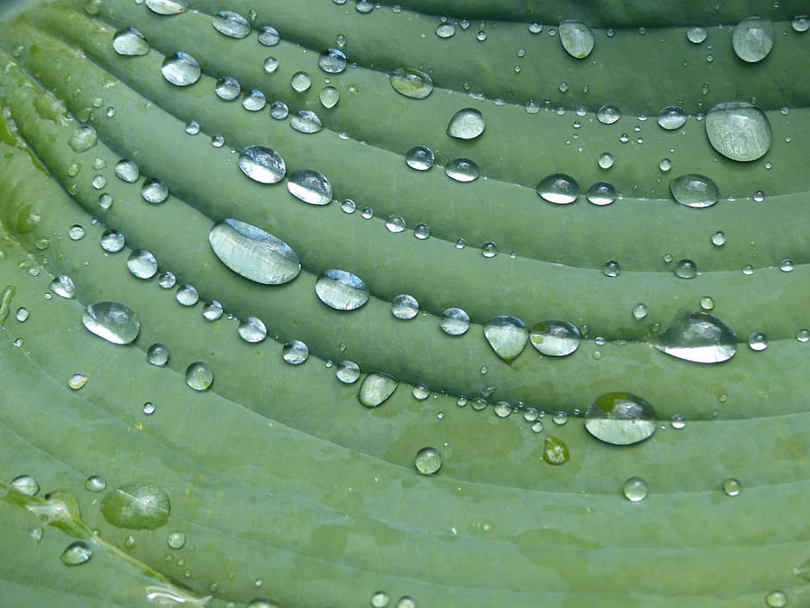 raindrop, hosta, sheet, plant, green, water, wet, green color HD wallpaper