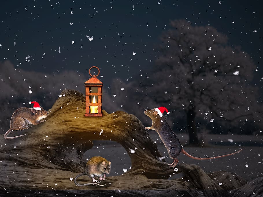 christmas, mouse, sweet, mice, nicholas, gifts, rodent, creative HD wallpaper