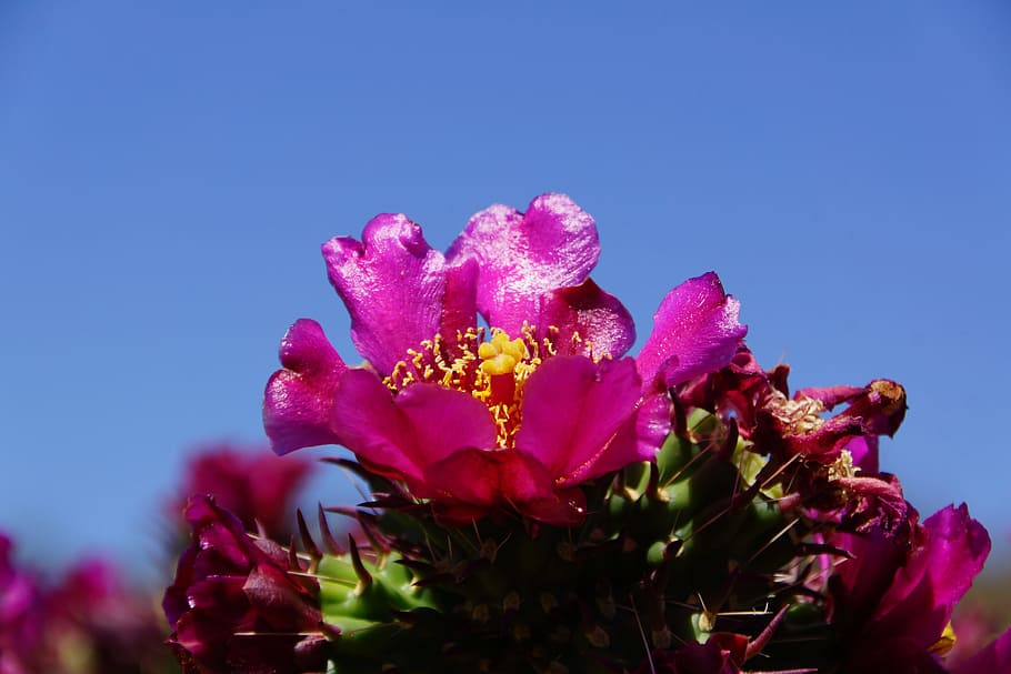 desert, cactus, flower, flowering plant, freshness, beauty in nature HD wallpaper