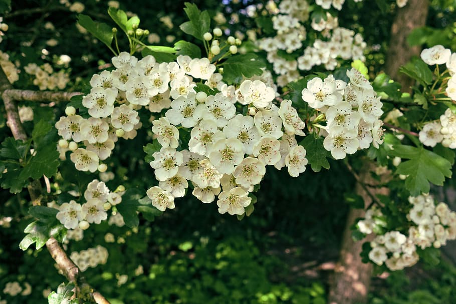 white tree blossom, flower, branch, flowering tree, spring HD wallpaper