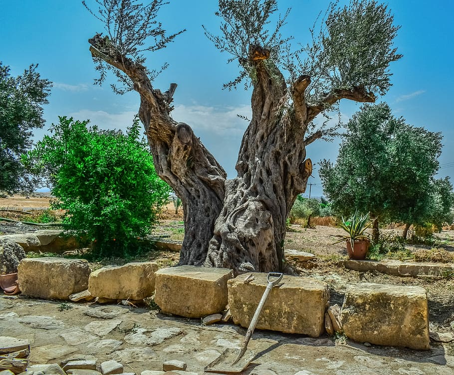 olive tree, nature, old, flora, stone, kelia, cyprus, plant HD wallpaper