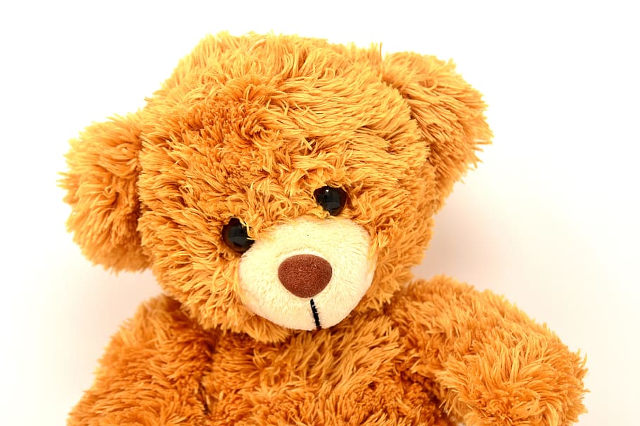 close up photo of brown teddy bear, soft toy, bears, funny HD wallpaper