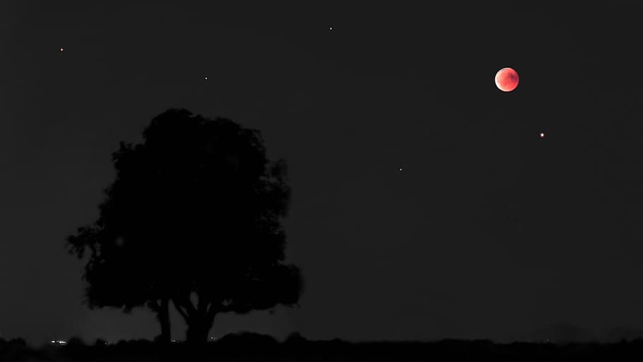 blood moon, lunar eclipse, mars, full moon, moonlight, tree HD wallpaper