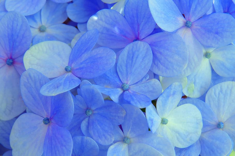 Hydrangea, Blue, Flower, Flowers, Plant, garden, natural, nature HD wallpaper