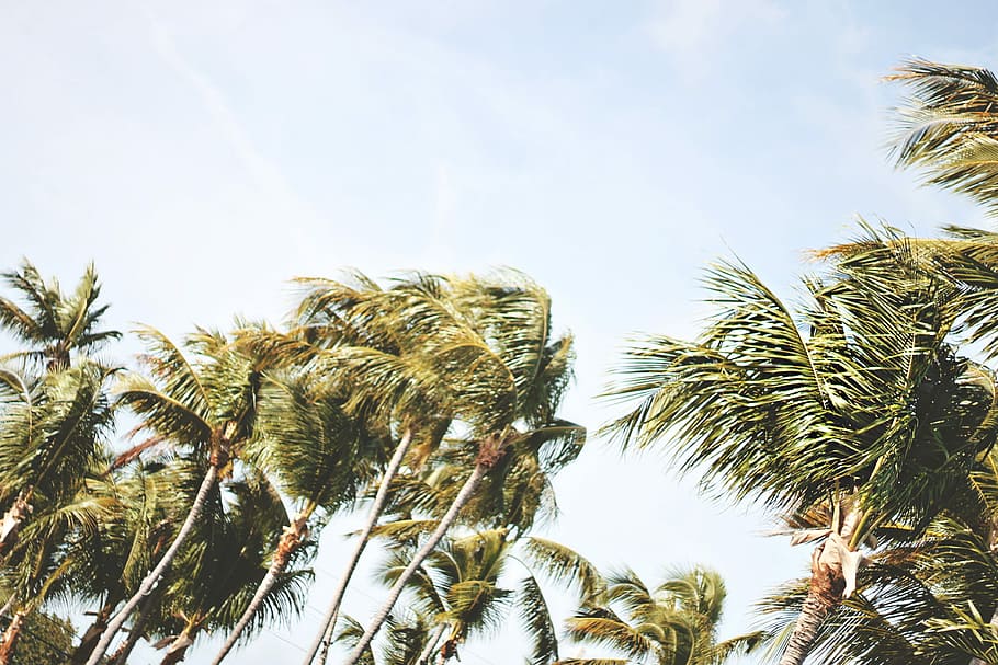 low-angle photography of green coconut trees under white sky during daytime, coconut tree line during cloudy windy daytime HD wallpaper