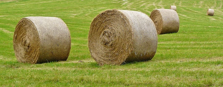 three hay roll on green grass field, straw bales, harvest, agriculture