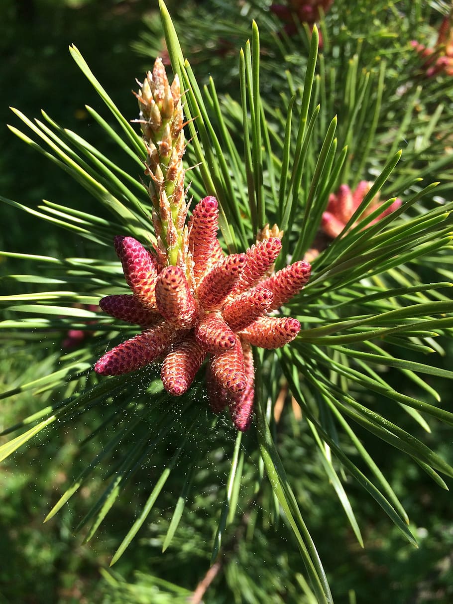 pine, cone, evergreen tree, branch, cones, forest, shoots, nature HD wallpaper