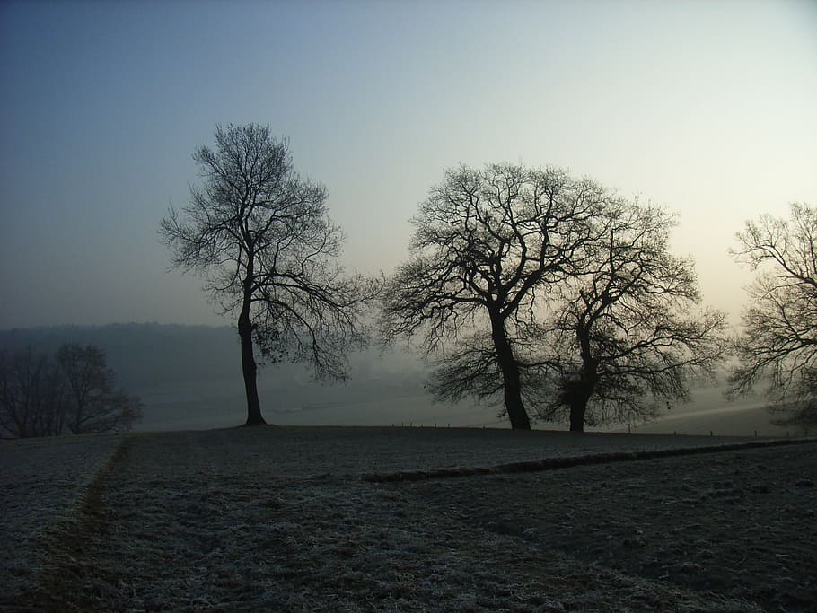 tree, fog, sun, cold, plant, beauty in nature, sky, tranquil scene HD wallpaper