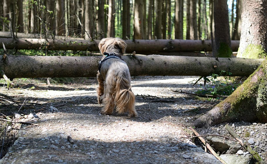 away, path, obstruction, hurdle, barrier, trail, trees, storm HD wallpaper