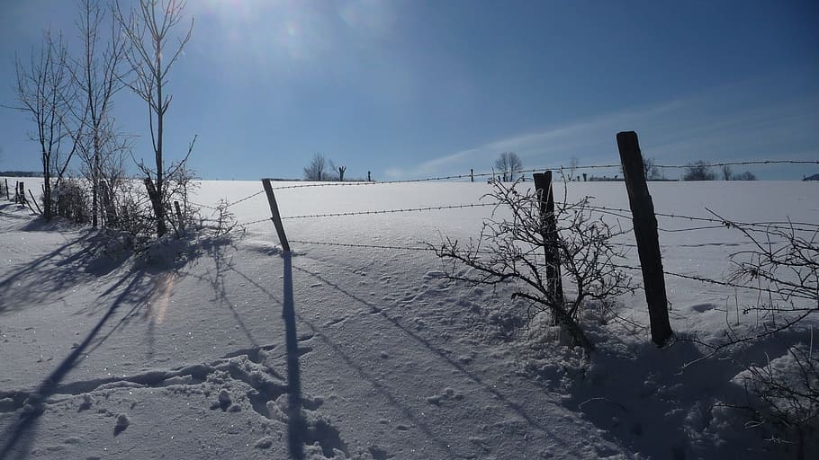 Snow, Winter, Nature, cold temperature, weather, bare tree HD wallpaper