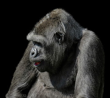 wild life photography of primate, animals, monkey, gorilla HD wallpaper
