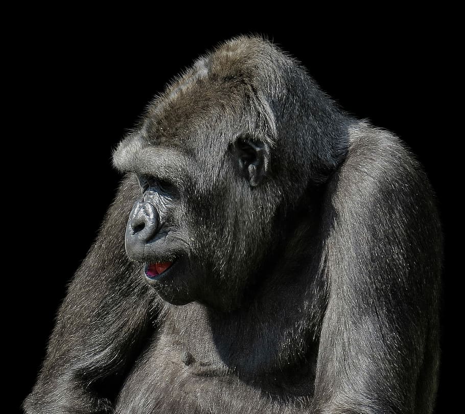 wild life photography of primate, animals, monkey, gorilla HD wallpaper