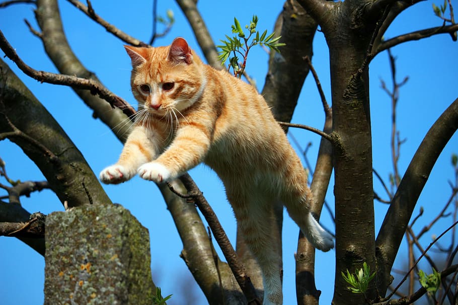 orange tabby cat jumping on tree, kitten, mieze, red mackerel tabby HD wallpaper
