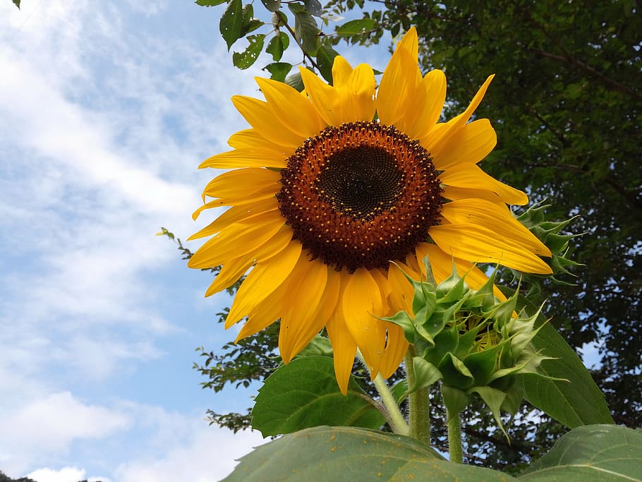 flowers, sunflower, yellow, flowering plant, freshness, vulnerability HD wallpaper