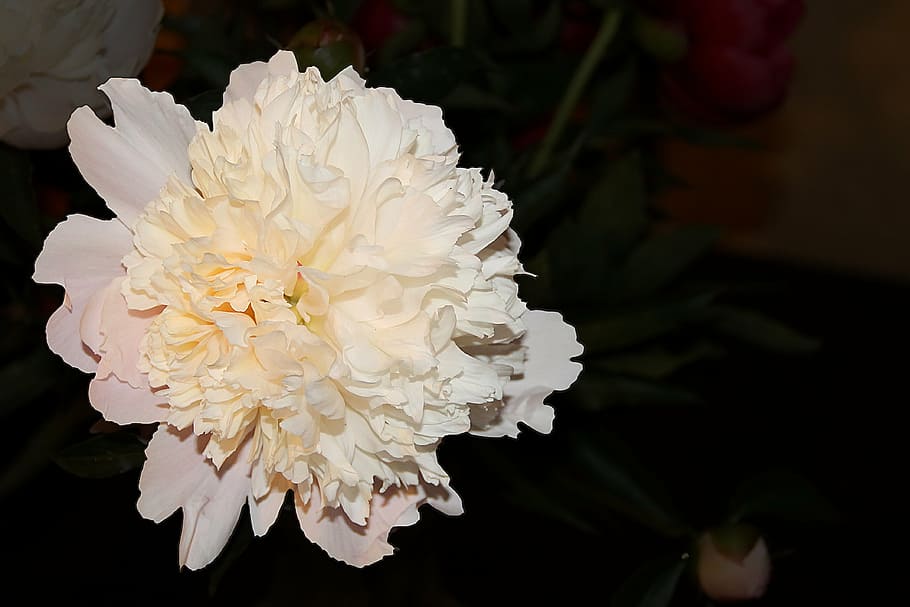 peony, white, blossom, bloom, spring, flower, flower garden HD wallpaper