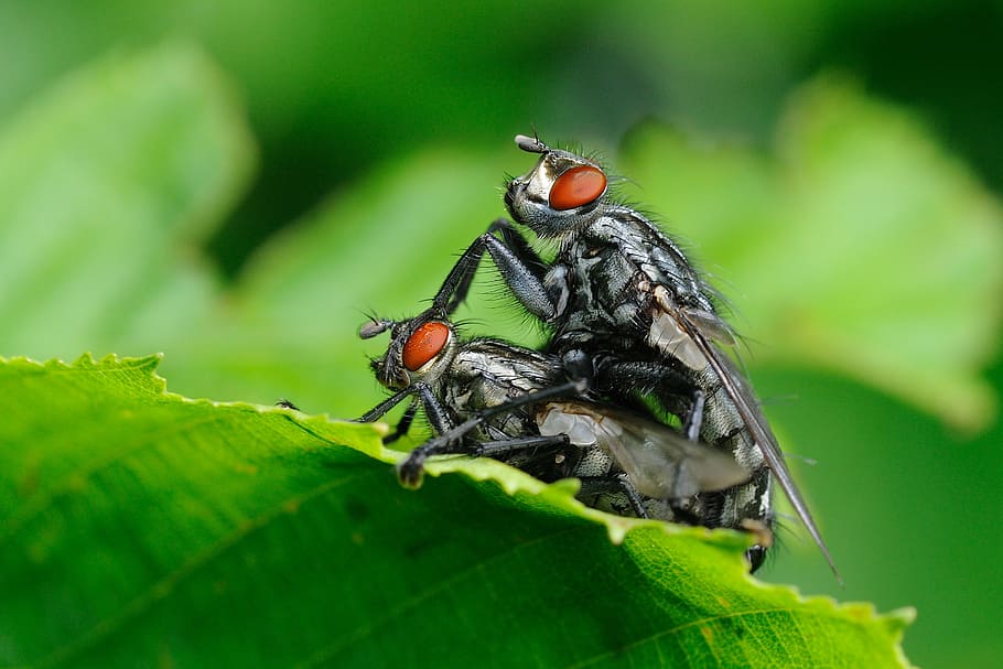 insect, flies, macro, animal themes, animals in the wild, green color HD wallpaper