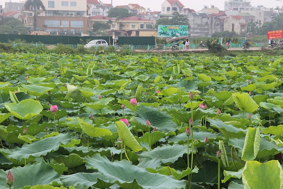 lotus, leaf, lake, pond, plant, growth, green color, architecture HD wallpaper