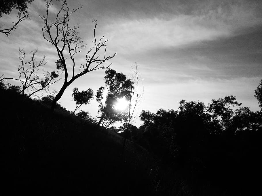forest, sunset, landscape, tree, plant, sky, silhouette, beauty in nature HD wallpaper