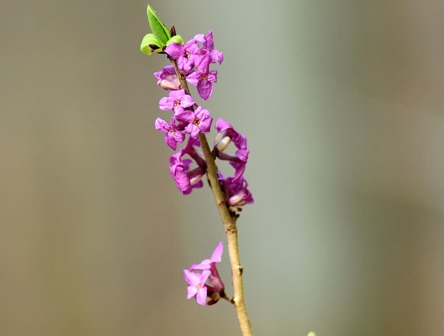 selective focus photography of purple loosestrife flower, the first daphne HD wallpaper