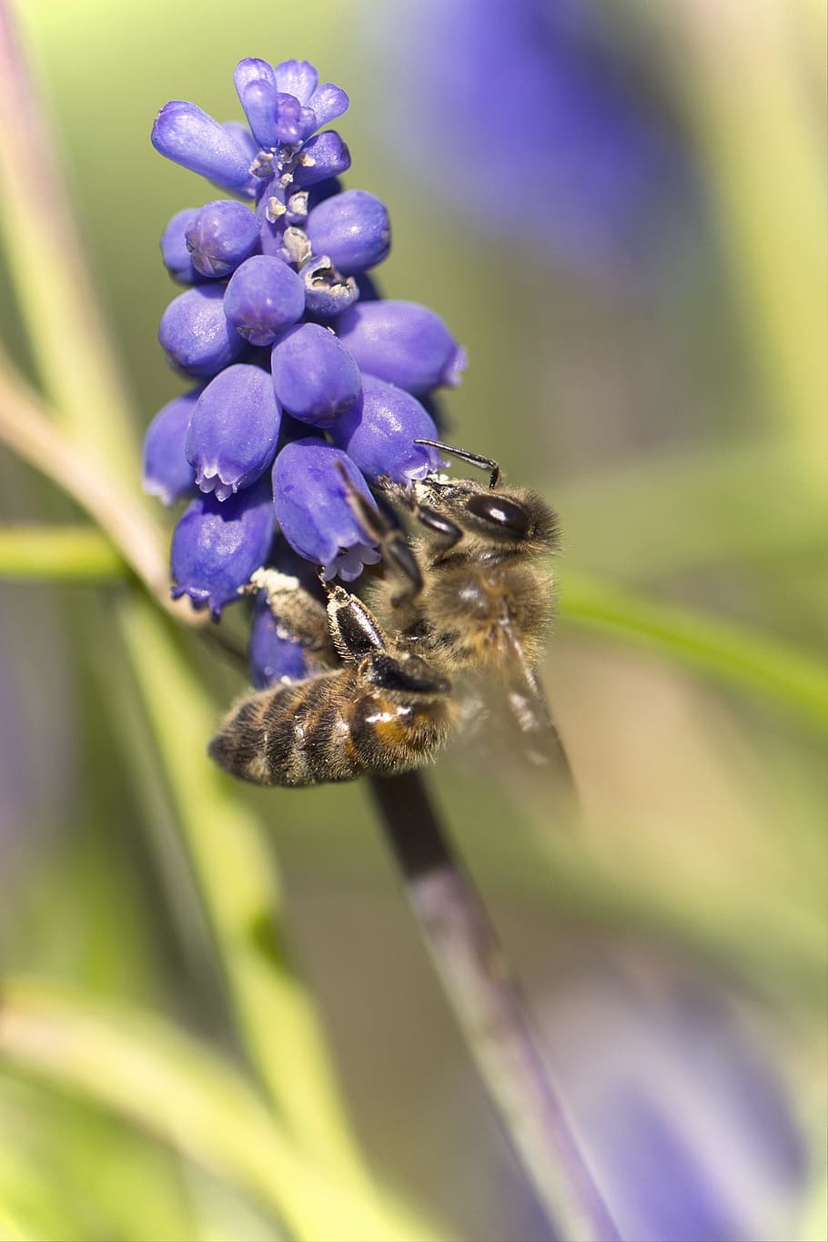 blossom, bloom, bee, macro, insect, flower, close, spring, nature HD wallpaper