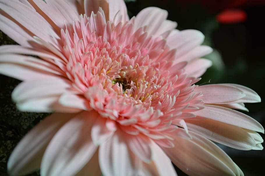 flower, pink, daisy, nature, spring, floral, bloom, blossom HD wallpaper